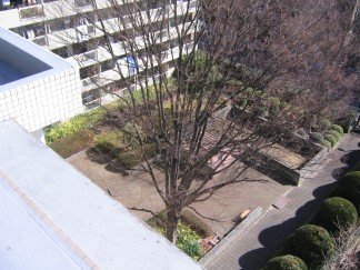 Ｌ型の建物から臨む中庭シンボルツリー